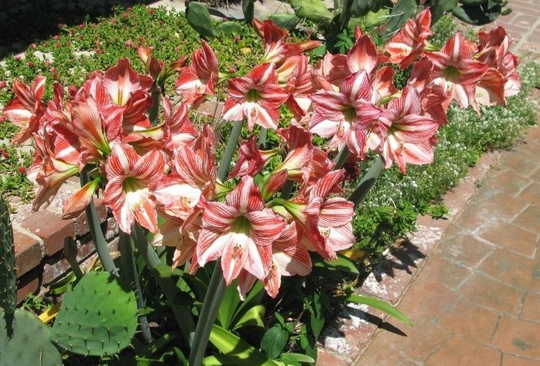 МНОГОЛЕТНИКИ весна 2014! НЕМНОГО!