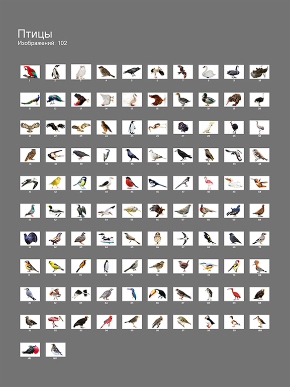 Птицы