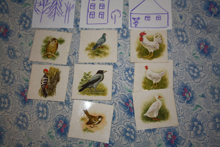 Птицы. 5. Обобщение.