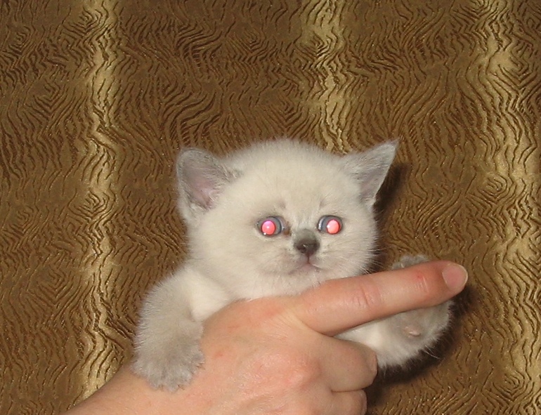 Мини фото сессия, домашняя.