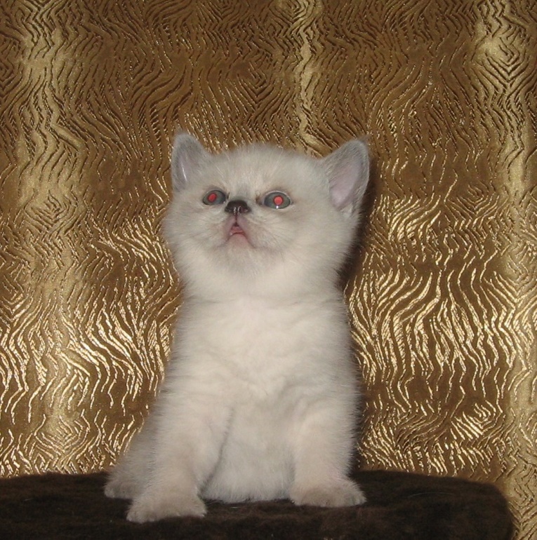 Мини фото сессия, домашняя.