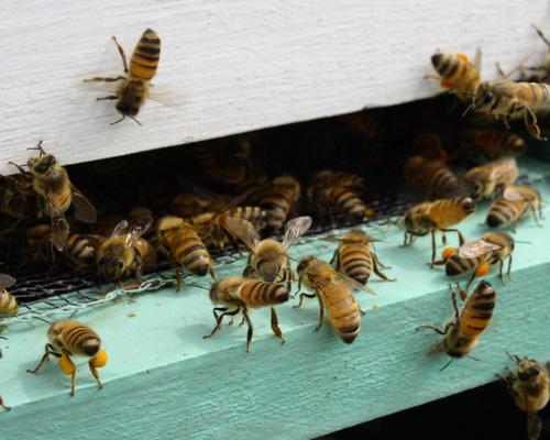 Самые умные животные (статья + 9 фото)