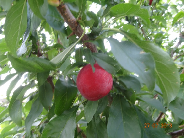 Наш отпуск в Октябрьском Курской обл.