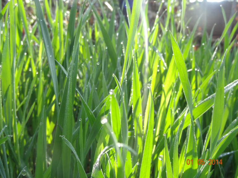 Выходные на даче.