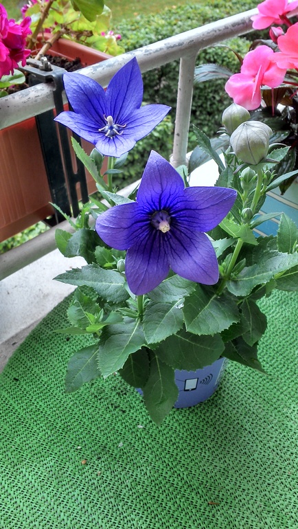 цветы на балконе