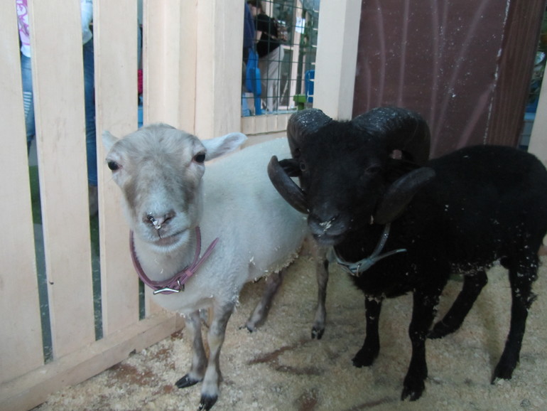 Контактный зоопарк Теплый стан