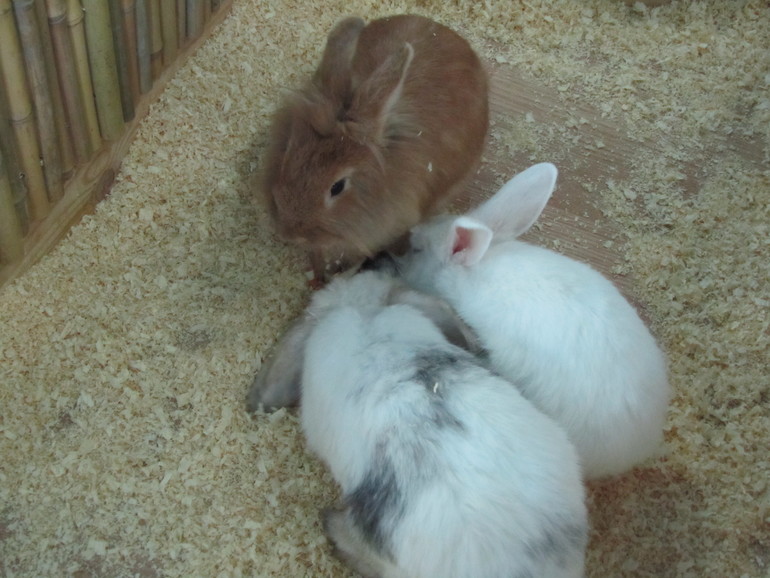 Контактный зоопарк Теплый стан