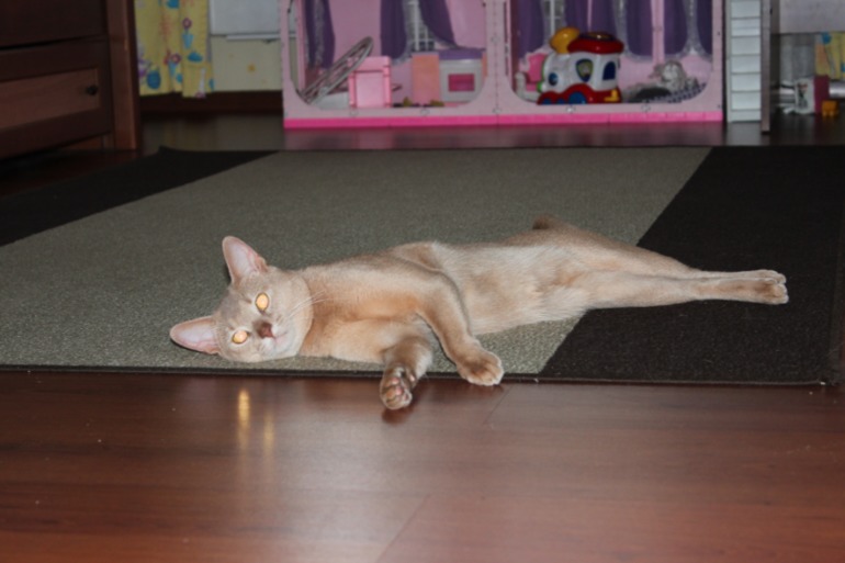 помогите пристроить кота на каникулы