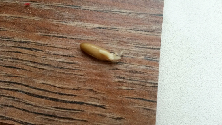 уже можно кушать