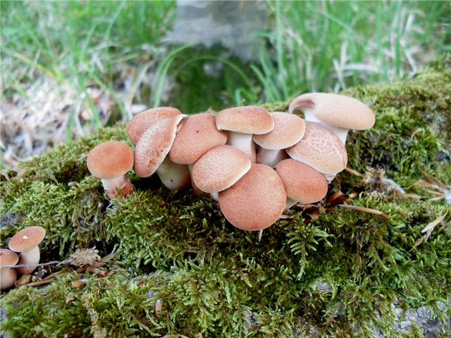 КЗ № 7 "Корректируем фотографию при помощи кривых"