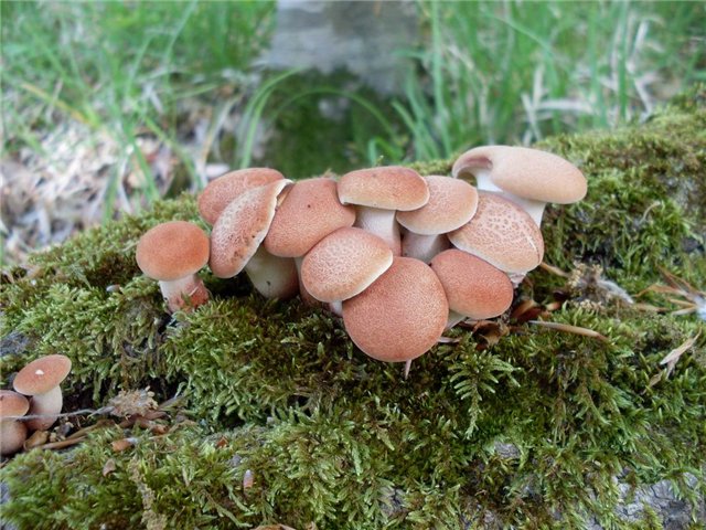 КЗ № 7 "Корректируем фотографию при помощи кривых"