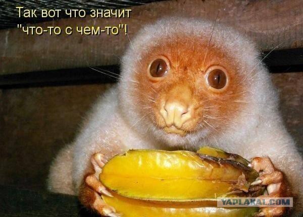 Шополголическое...