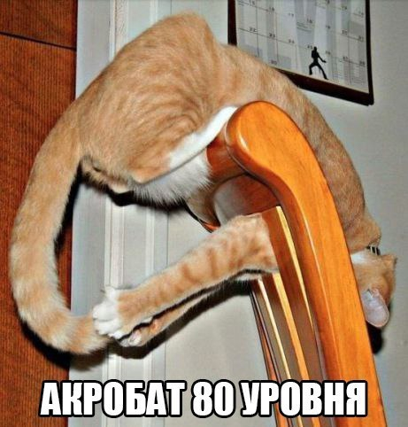 Котокартинки)