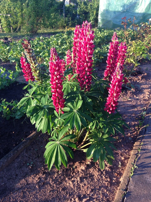 Как называется