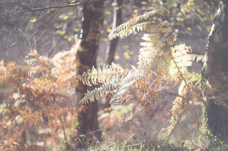 Фокус не ищите