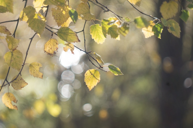 Фокус не ищите