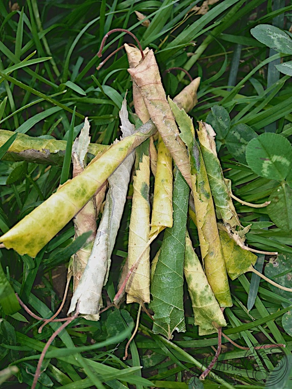 Интересное о насекомых