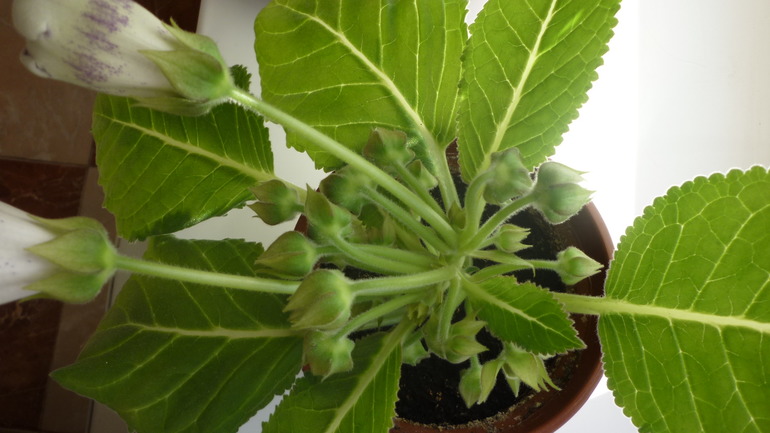 Глоксинии цветут!