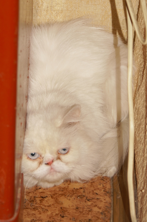 Персидский подкидыш) ищет новую семью. Девочка, 7-9 месяцев