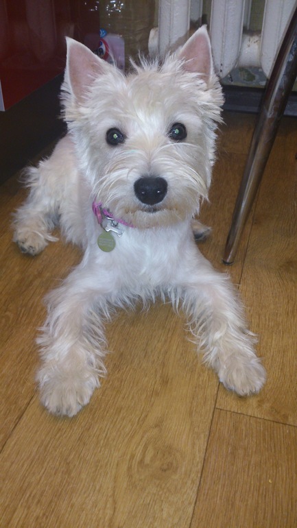 наша Вестка))