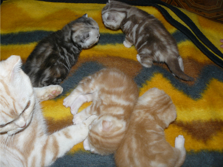 Котята,когда и как что делать?