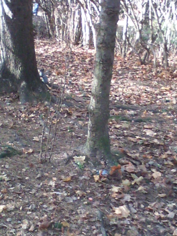 Спецагент Аня