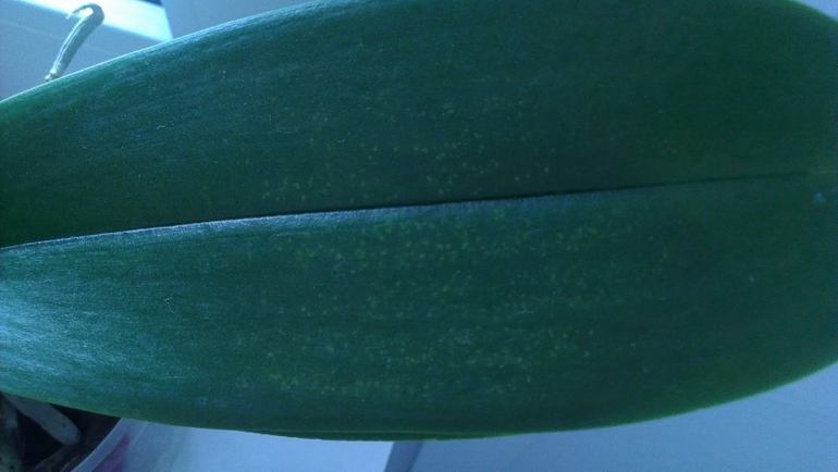 Что за пятна у орхидеи подскажите!!!