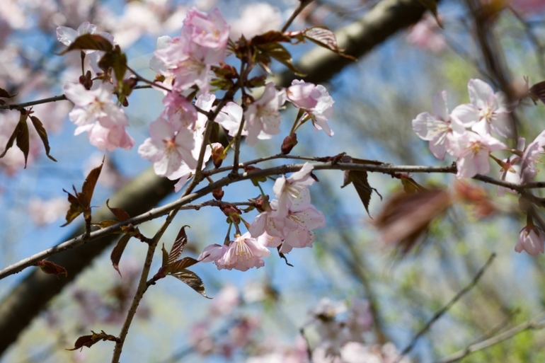 Японский сад