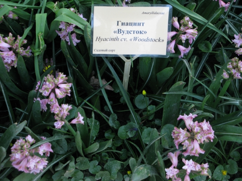 Аптекарский огород 2014