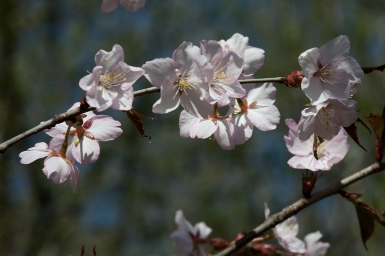 Японский сад