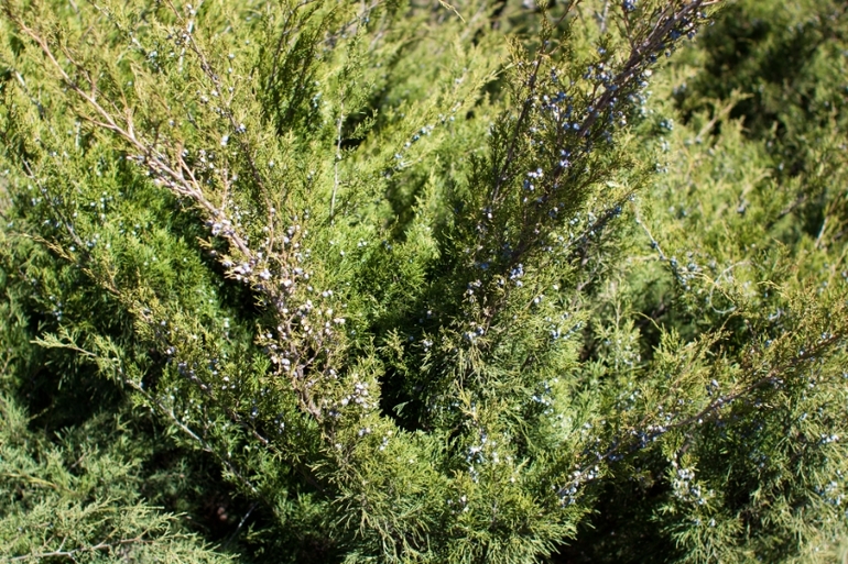 Японский сад