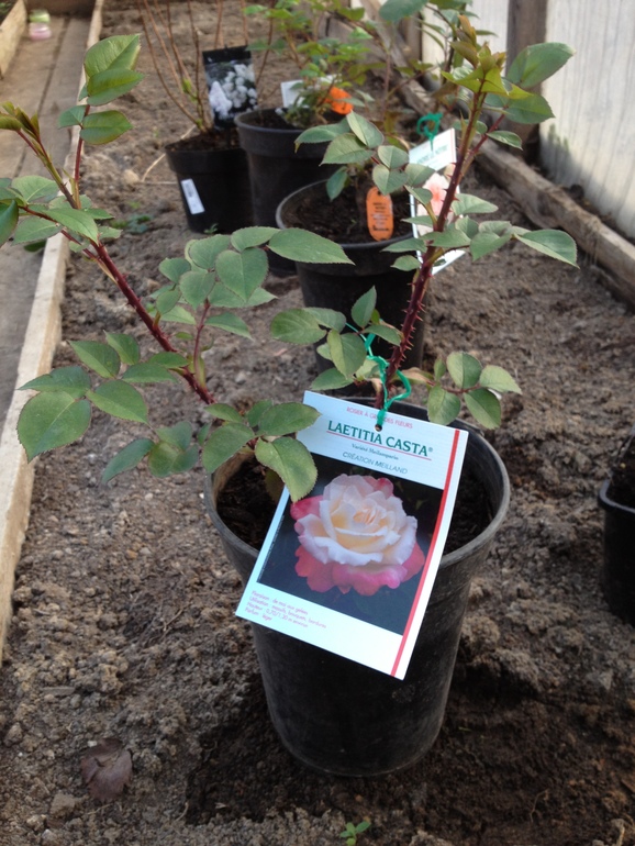 в мою маленькую коллекцию роз от meilland