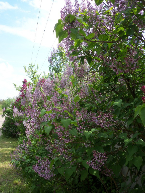 Сирень