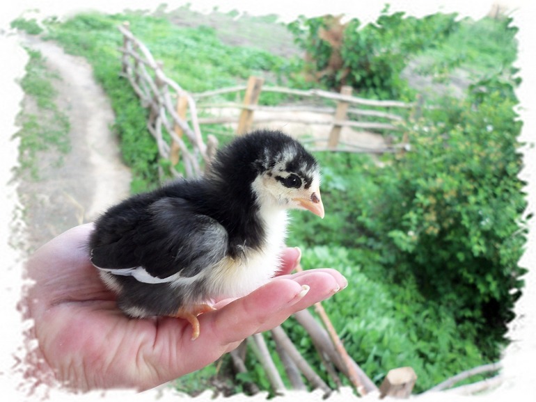 Мой любимчик.