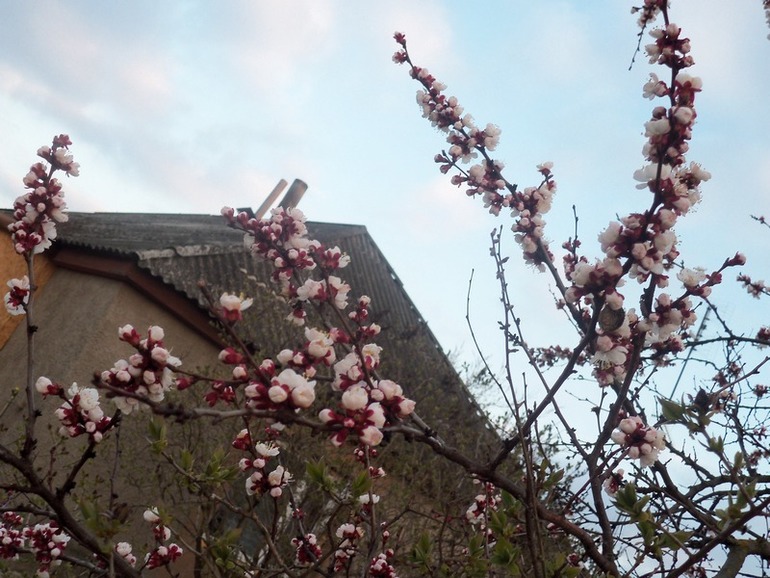 Цветение абрикос.