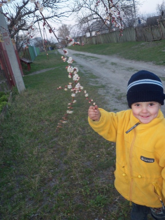 Цветение абрикос.