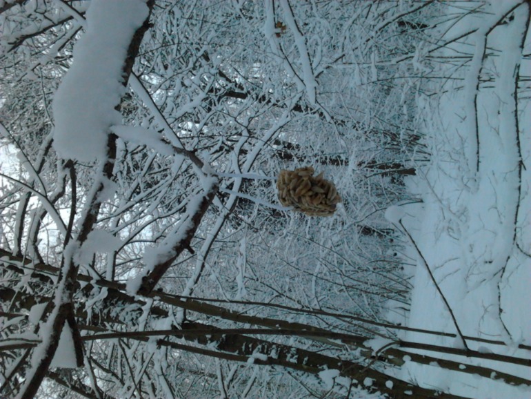 Адвент-календарь: неделя первая