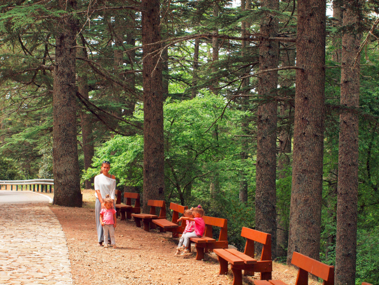 Что посмотреть на Кипре. Кедровая долина