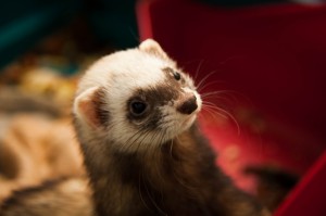 Ногинский район