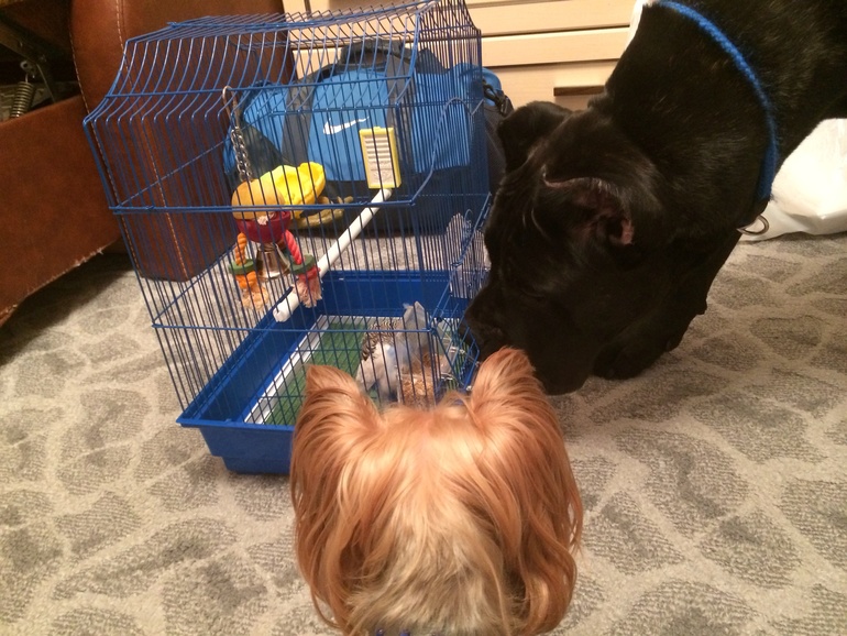 Найдена птичка-отдам в хорошие руки