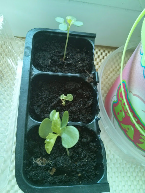 Моя посевная. Итоги за март