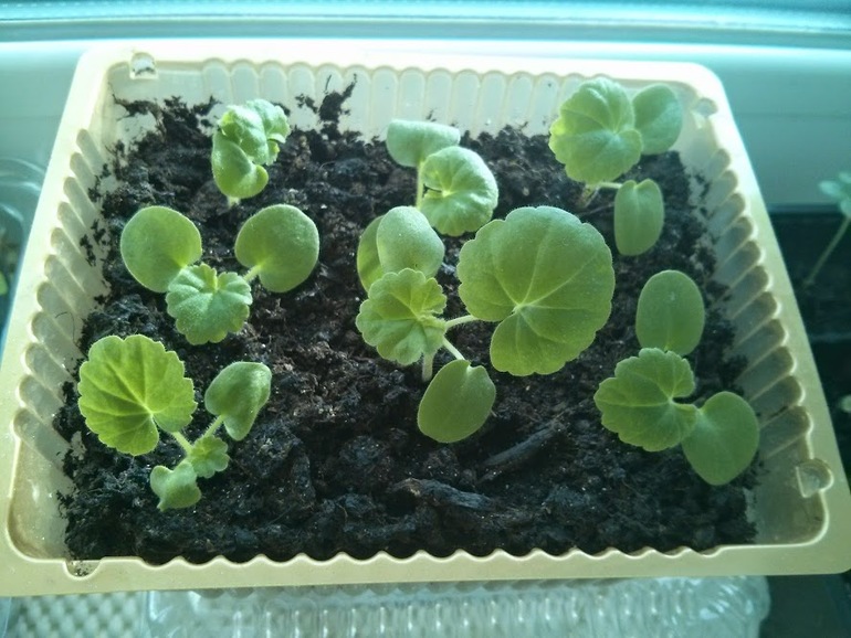 Моя посевная. Итоги за март