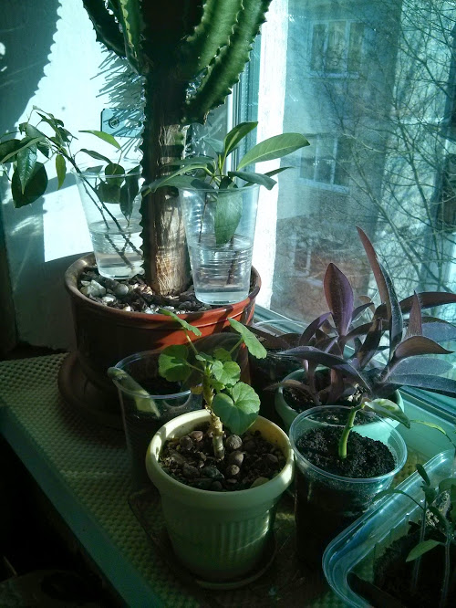 Моя посевная. Итоги за март