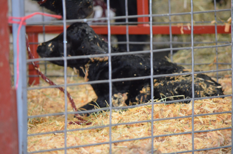 И вновь наши замечательные выходные!