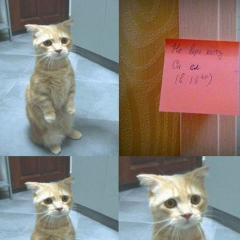 Кот из Шрека...