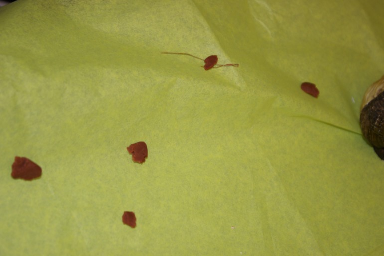 Птичья неделя. Много фото