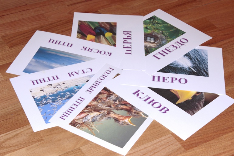 Птичья неделя. Много фото