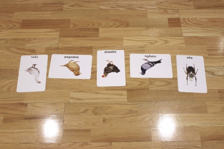 Птицы. Много фото