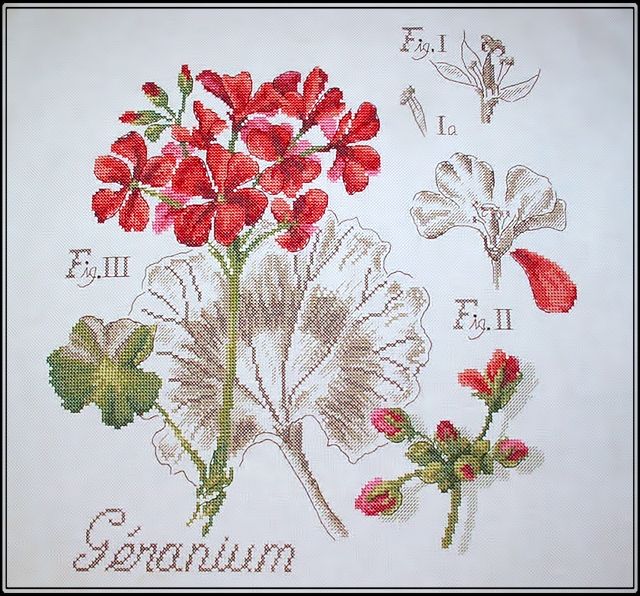 Герань из сериии DFEA Etudes de Botanique