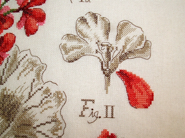 Герань из сериии DFEA Etudes de Botanique